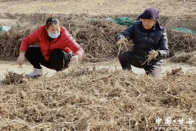 党参种植致富_致富种植党参怎么样_致富种植党参图片