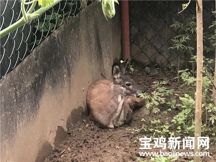 林麝养殖助脱贫 太白群众走上致富路