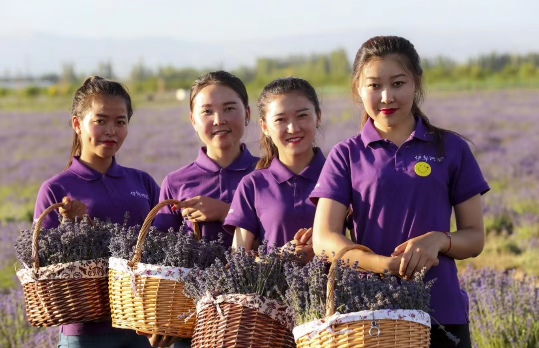 戈壁滩种菜_致富经戈壁滩上的芳香财富_戈壁农村种植致富