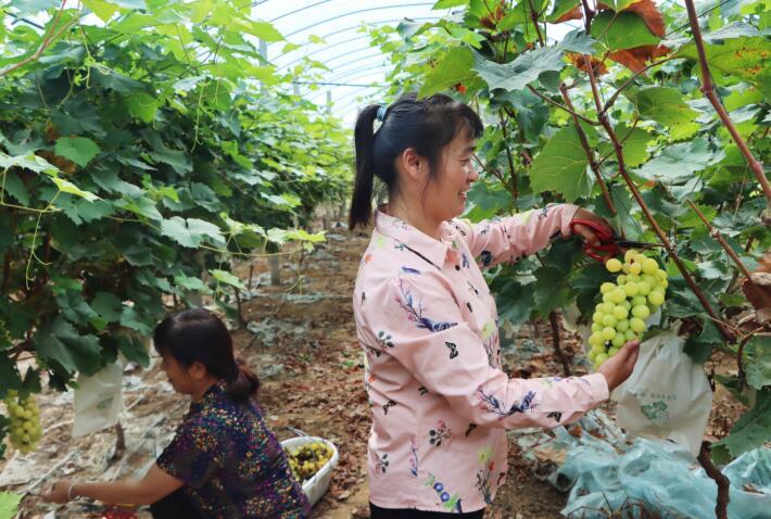 肥西种植致富记录_种植致富农村项目大全_种植致富案例