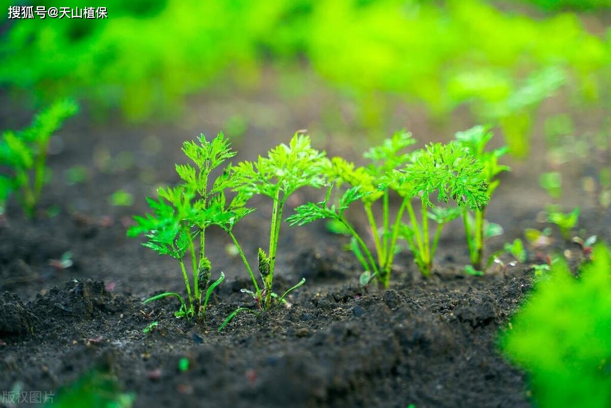 红罗怎样种_种植红罗卜的方法_红罗卜种植技术