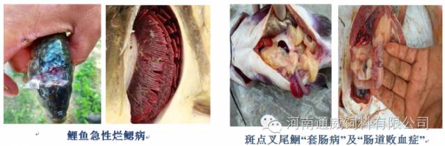 河南省水产养殖大县_河南最新水产养殖技术_河南水产养殖基地