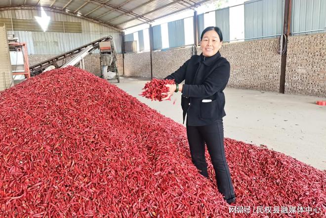 河南民权：辣椒产业铺就群众致富路