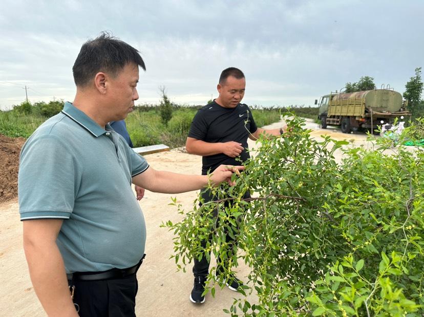 野生小酸枣变身“致富果” 我市探索盘活困难地开拓新产业