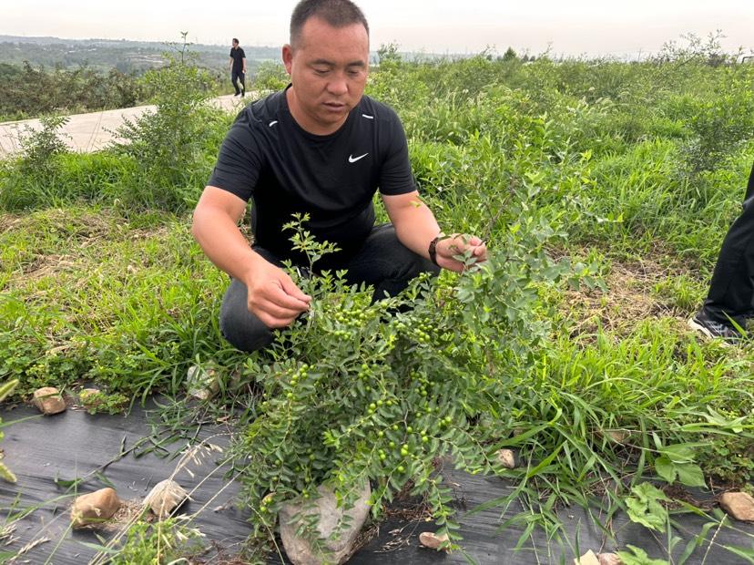 致富种植枣树图片大全_怎样种植枣树致富_致富种植枣树视频