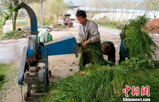 江西德兴生态土猪养成记：吃杂粮 睡“软床”（图）