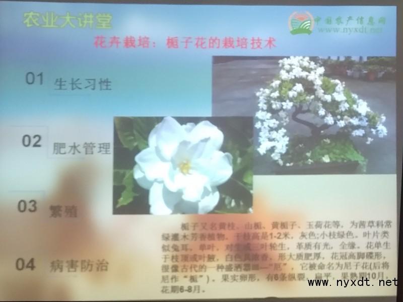 栀子种植方法_栀子种植技术视频_视频种植栀子技术要点