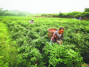 蔬菜种植产业托起农民致富梦