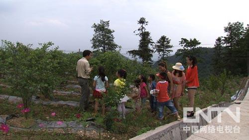 致富经杨梅种植视频_杨梅 致富经_杨梅创业