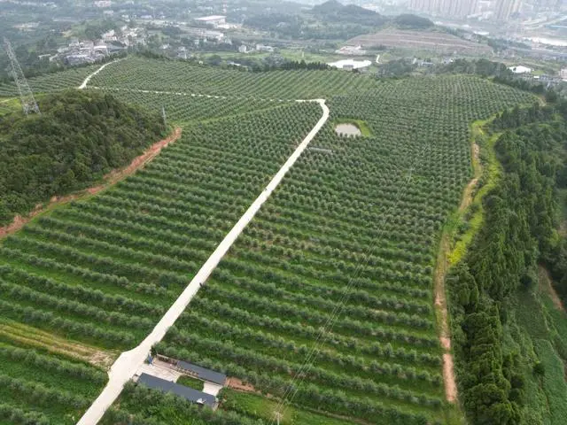 特色农业种植致富_农业致富种植项目_致富种植农业特色产业