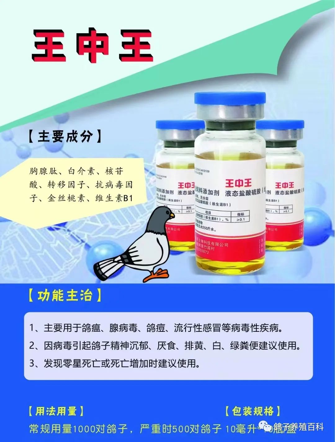 肉鸽养殖视频技术视频_肉鸽子养殖技术视频_肉鸽 鸽子养殖技术