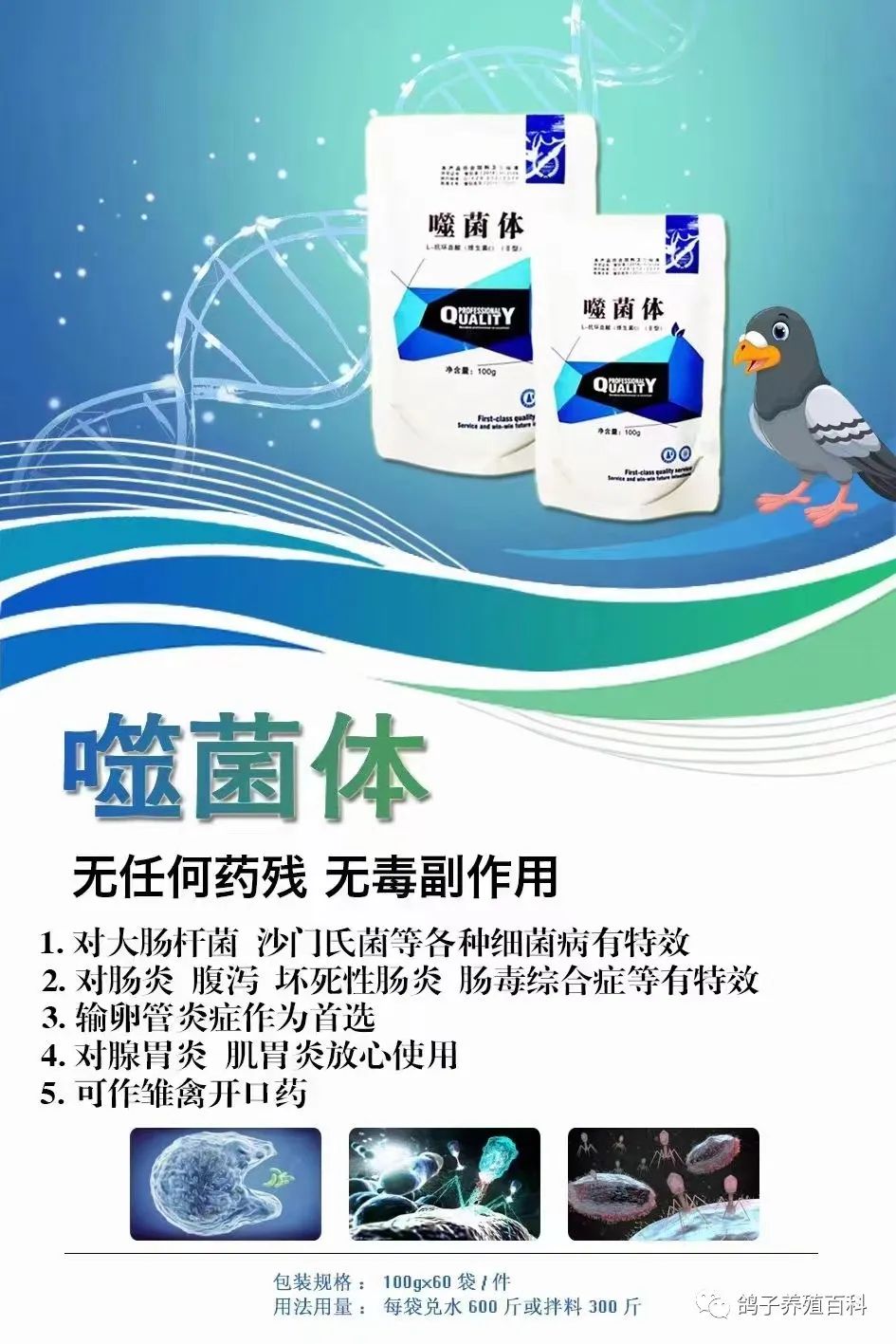 肉鸽 鸽子养殖技术_肉鸽养殖视频技术视频_肉鸽子养殖技术视频