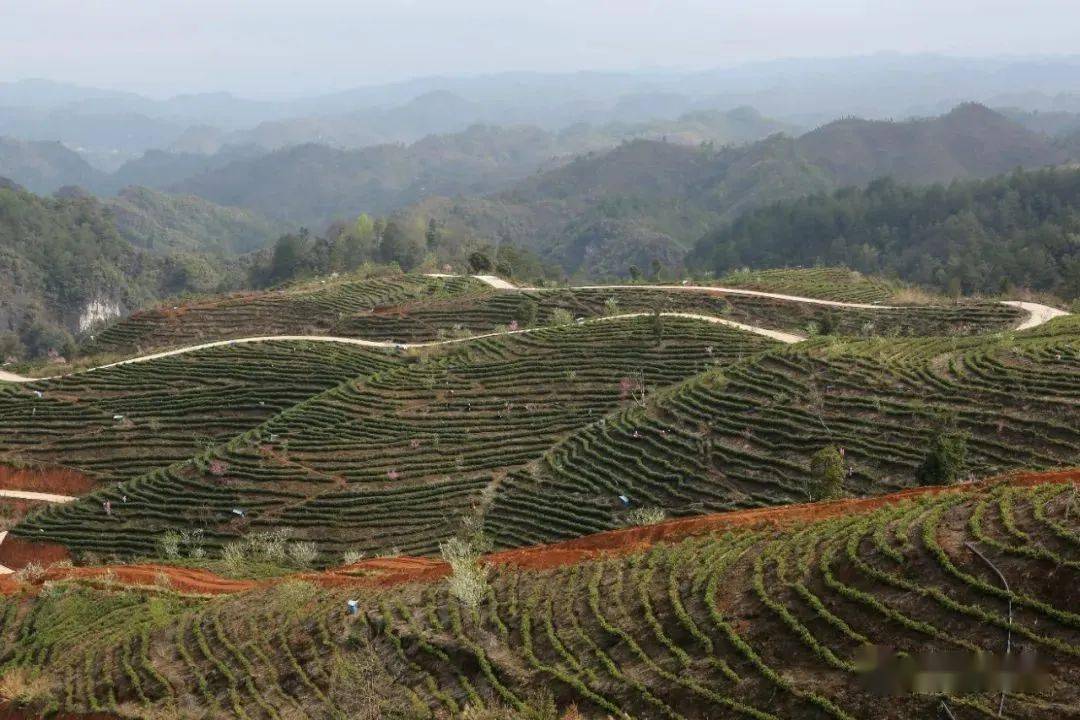 特色农业致富项目_致富种植农业特色产业_特色农业种植致富