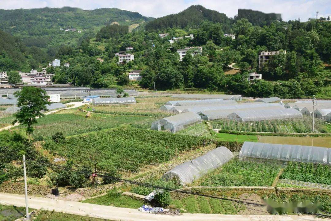 特色农业种植致富_致富种植农业特色产业_特色农业致富项目