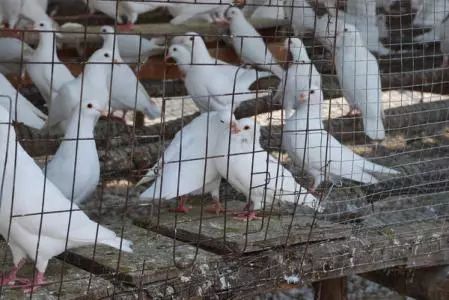 肉鸽 鸽子养殖技术_肉鸽子的养殖_肉鸽养殖视频