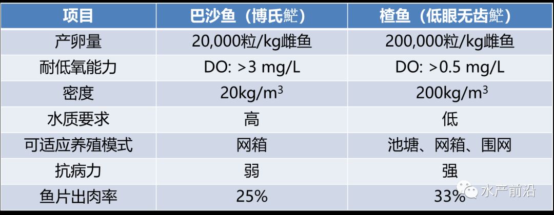 巴沙鱼的养殖技术_巴沙鱼养殖_巴沙鱼苗养殖