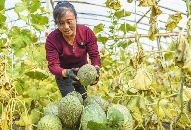 种植致富的道理_种养致富_致富经农村种植