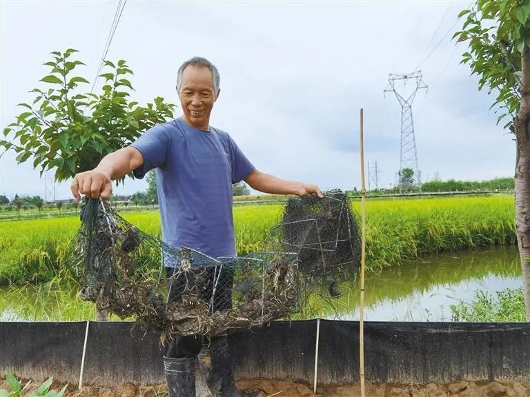 水稻青蛙综合养殖技术_水稻青蛙综合养殖技术_水稻青蛙综合养殖技术