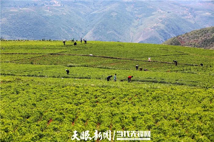 致富早班车蔬菜种植_农村种植蔬菜致富方案_种菜致富案例