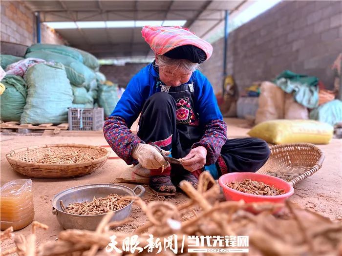 致富早班车蔬菜种植_种菜致富案例_农村种植蔬菜致富方案