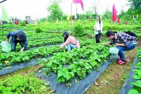 生态种植，致富不再是梦