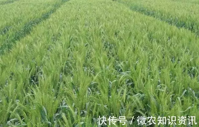 小麦种植技术视频_小麦视频种植技术要求_小麦种植视频教学