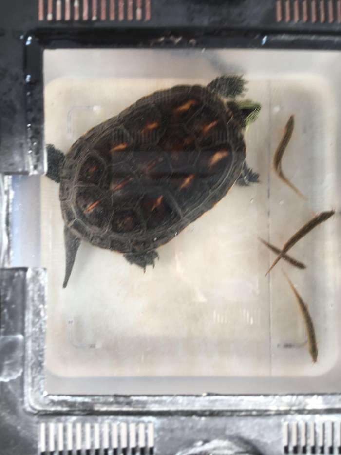人工养殖鳄龟最大能长多大_鳄龟人工养殖实用技术_实用养殖人工技术鳄龟图片
