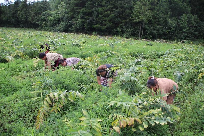 三农黄精种植技术视频_三农黄精种植技术视频_三农黄精种植技术视频