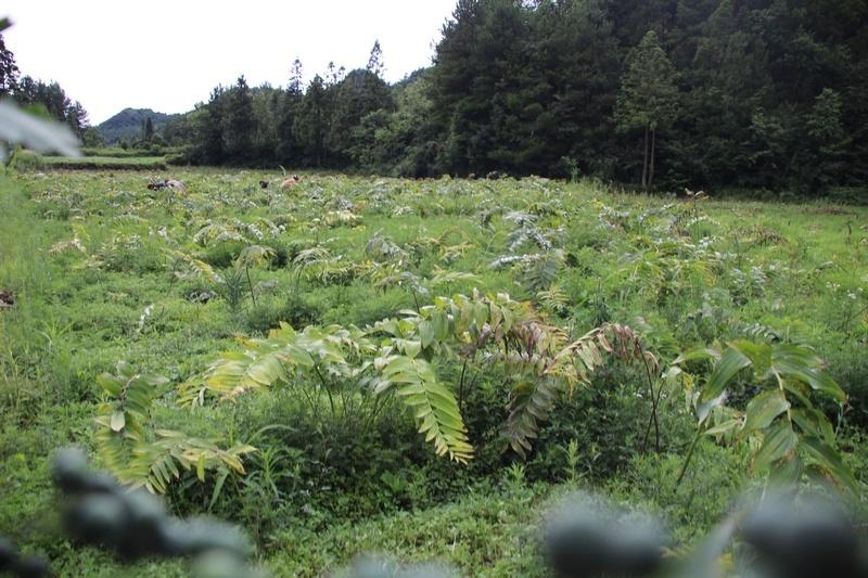 三农黄精种植技术视频_三农黄精种植技术视频_三农黄精种植技术视频