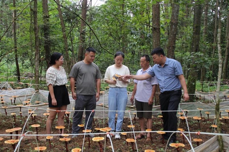 三农黄精种植技术视频_三农黄精种植技术视频_三农黄精种植技术视频