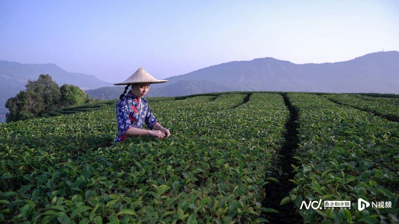 江西种茶叶的优势_江西篇致富经种植茶叶_江西茶叶基地