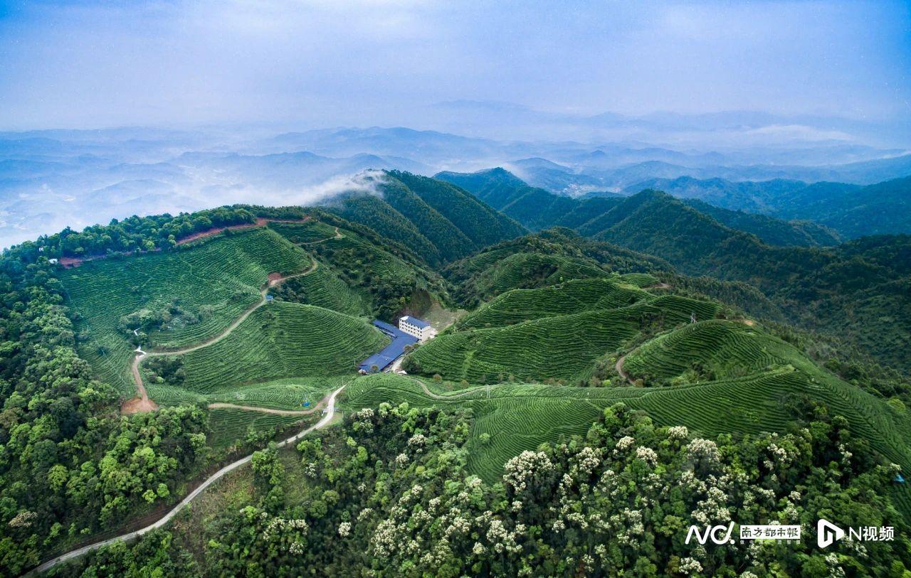 江西篇致富经种植茶叶_江西茶叶基地_江西种茶叶的优势