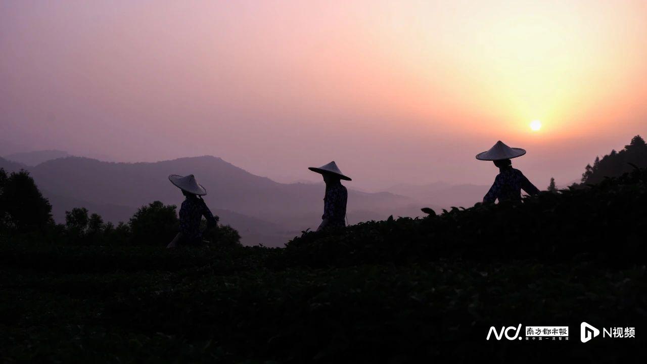 江西种茶叶的优势_江西篇致富经种植茶叶_江西茶叶基地