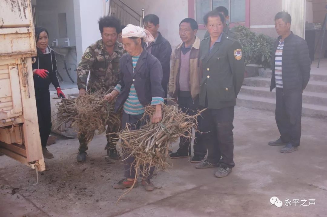 农村致富种植6_农村致富项目种植业_农民致富种植项目