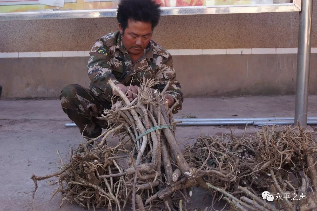 农民致富种植项目_农村致富项目种植业_农村致富种植6