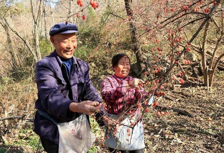 致富经种植业_致富经农村种植_种植致富的道理