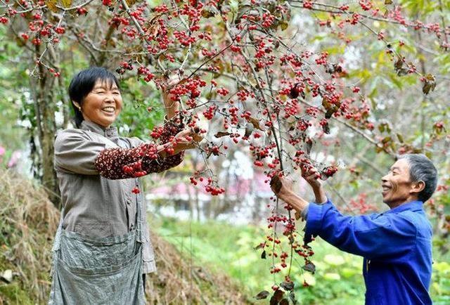 种植致富的道理_致富经农村种植_致富经种植业