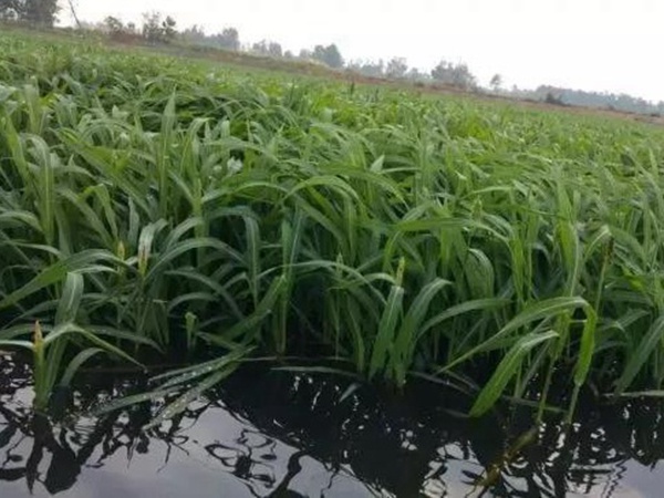 小米草怎么样才能提高小龙虾养殖效益？小米草种植怎么管理比较合适？