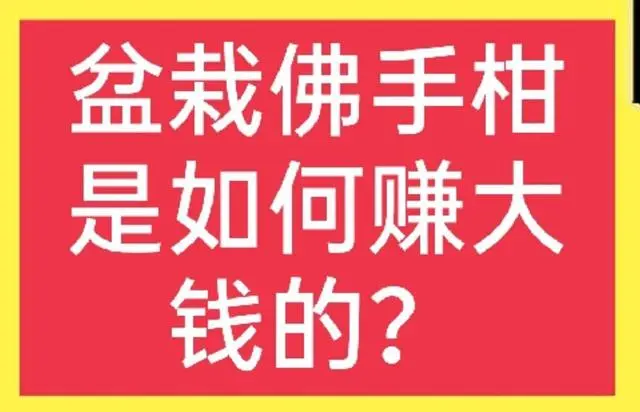 盆栽种植佛手技术要求_盆栽种植佛手技术视频_盆栽佛手如何种植技术