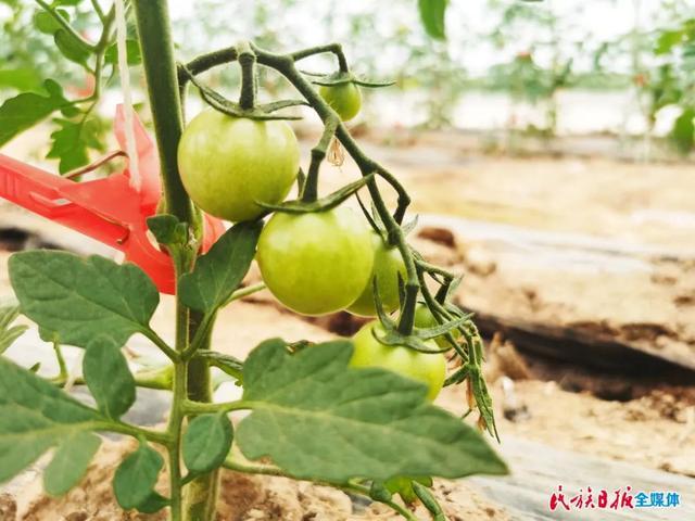 致富经桃树种植视频_种植桃树致富门路_桃树种植增收致富