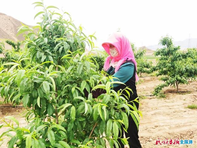 种植桃树致富门路_桃树种植增收致富_致富经桃树种植视频