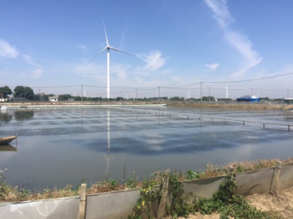 螃蟹养殖条件和技术_螃蟹养殖技术大全_围网养殖大规格螃蟹技术