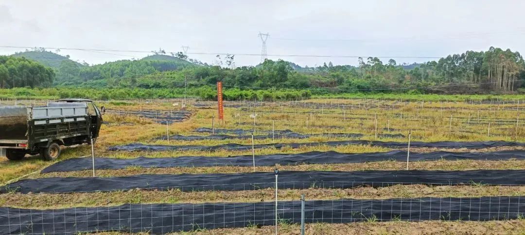 鸡纵菌养殖_鸡纵菌人工种植的成本_致富经鸡纵菌种植