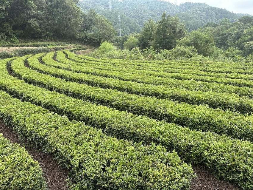 江西篇致富经种植茶叶_江西种茶叶的优势_江西茶叶种植基地