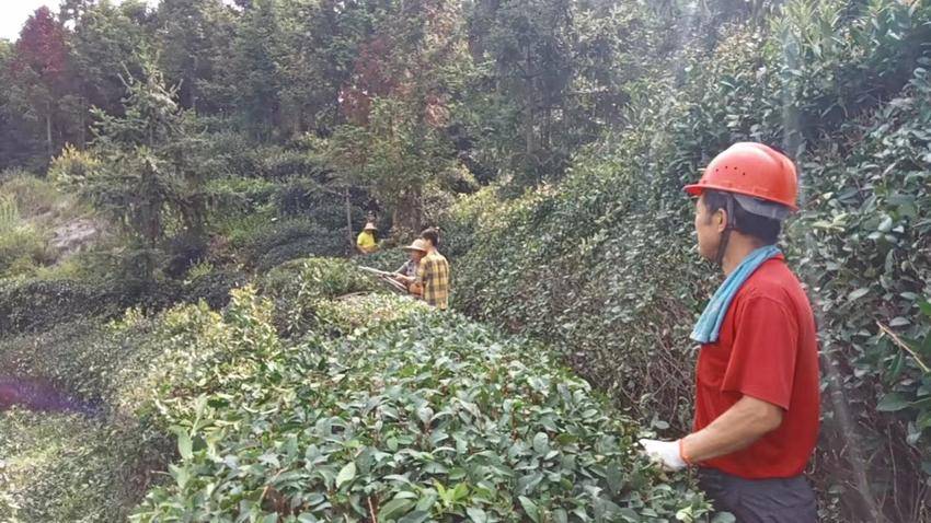 江西篇致富经种植茶叶_江西种茶叶的优势_江西茶叶种植基地