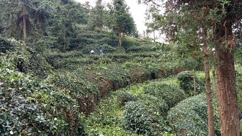 江西篇致富经种植茶叶_江西种茶叶的优势_江西茶叶种植基地