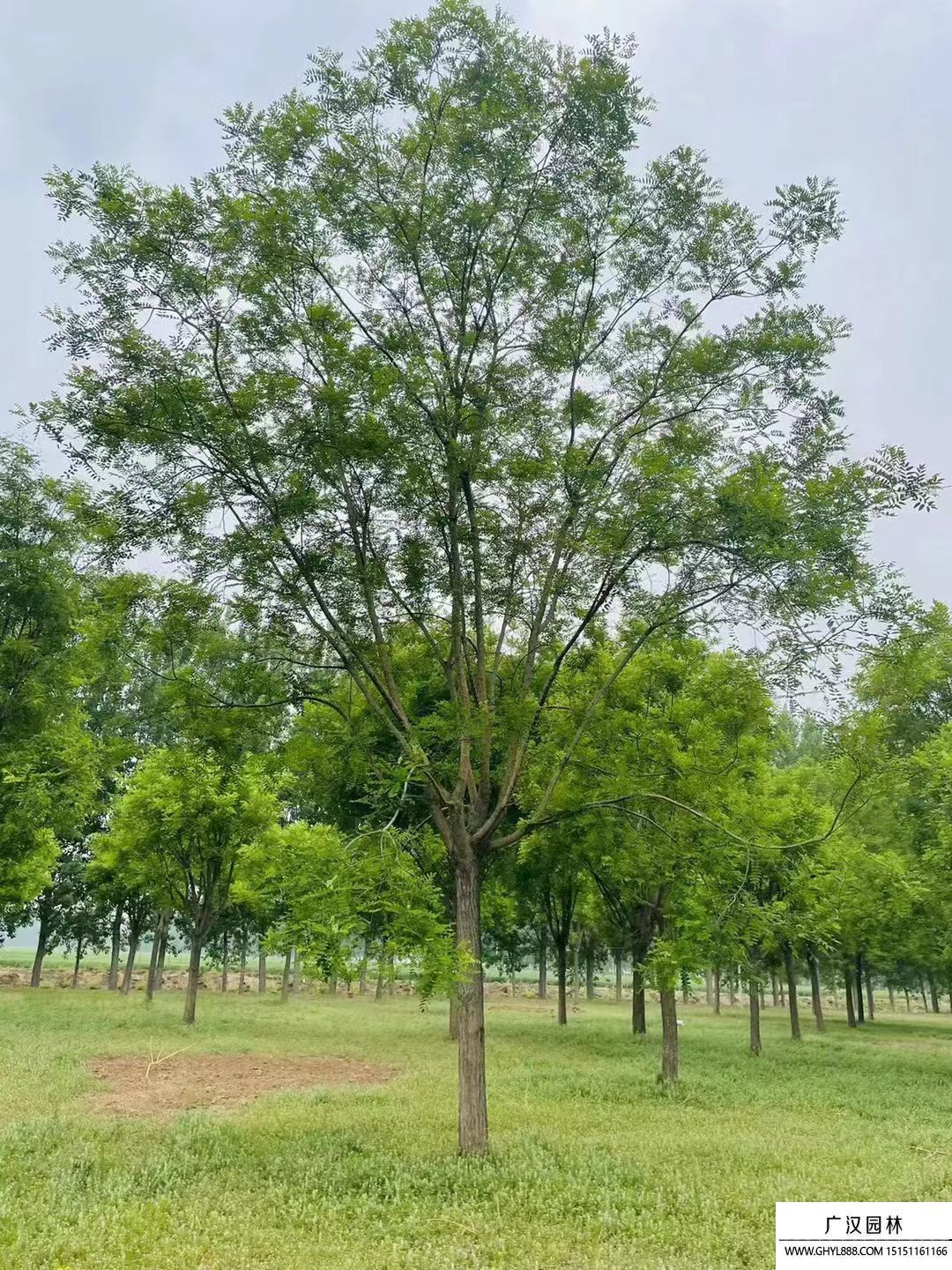 国槐种植技术