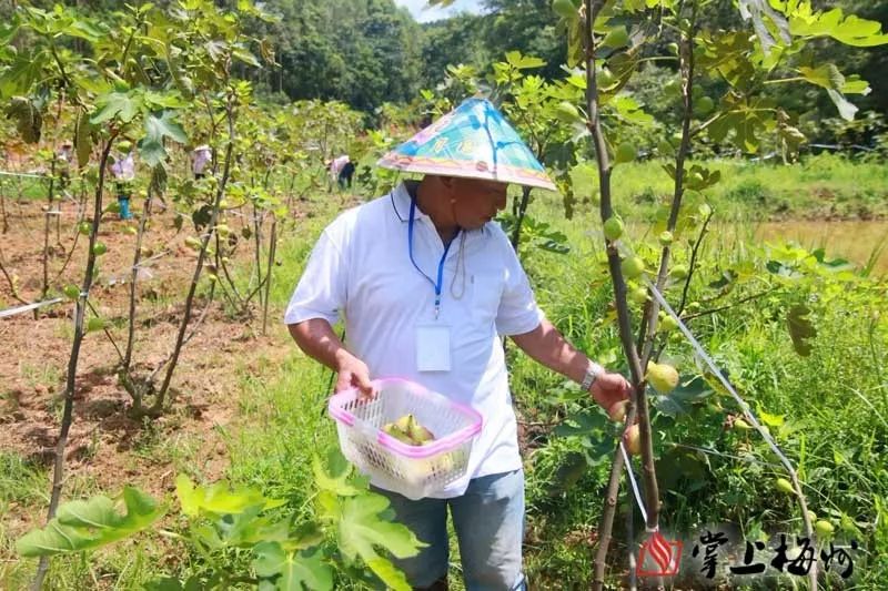 一户一策！兴宁这个村发展生态种养脱贫致富