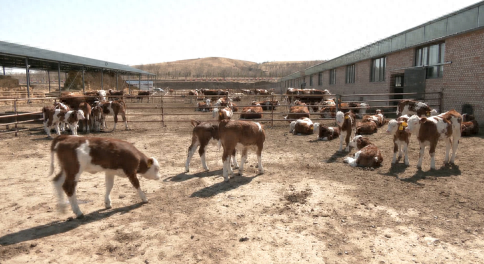 致富经肉牛养殖场的视频_肉牛养殖致富项目_致富养殖肉牛项目介绍