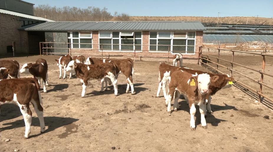 致富养殖肉牛项目介绍_肉牛养殖致富项目_致富经肉牛养殖场的视频